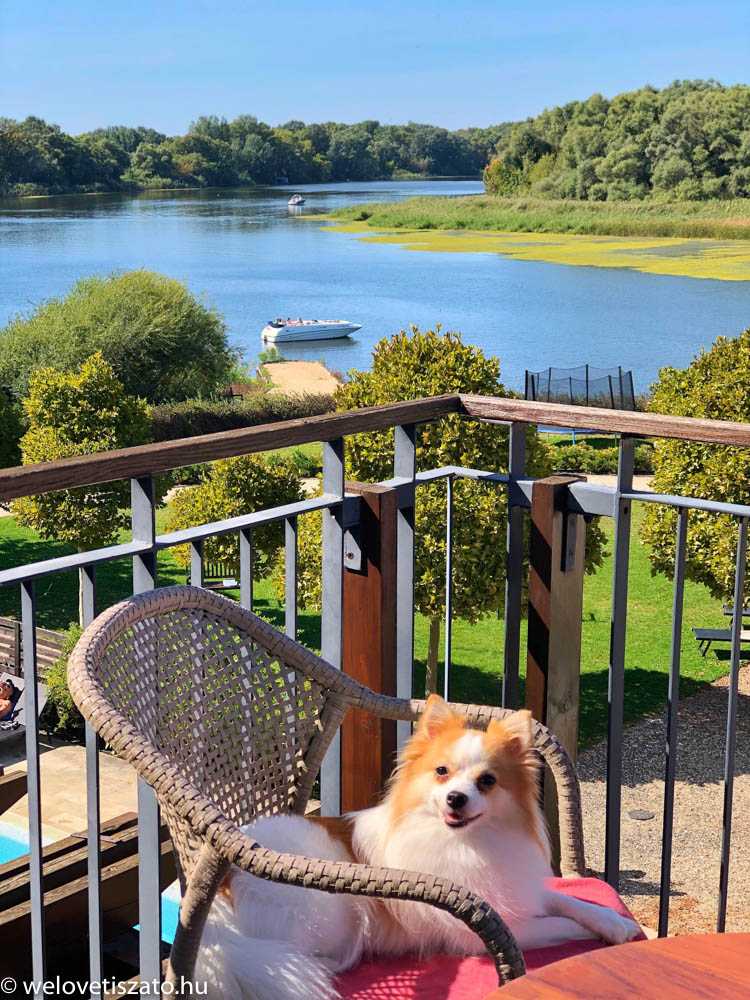 Ki hagyná otthon a kutyáját? Ha elhozhatja a Tisza-tóhoz…