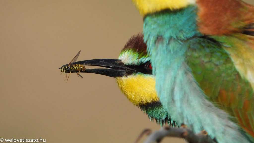 Ki jön? Ki marad? Ki megy? – Madárvonulás a Tisza-tónál