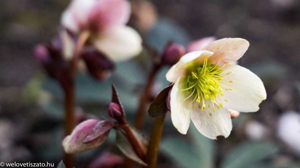 Programajánló a március 15-i hosszú hétvégére