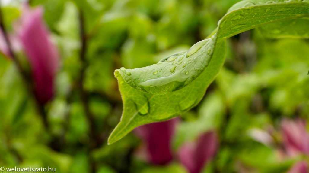 Ha esik, ha fúj. Programok rossz idő esetére a Tisza-tónál