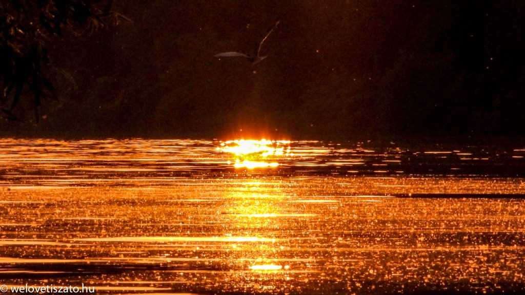 Tiszavirágzás… erről idén lemaradunk :(