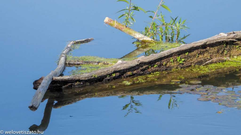 A Tisza-tó tele lenne szeméttel? Nem!