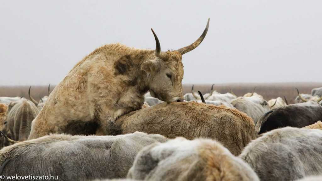 Őszi behajtás – szürkék a szürkeségben