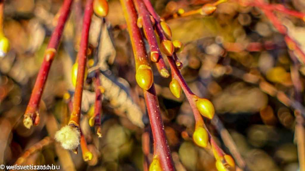 Szabadtéri programajánló a március 22-24 hétvégére.
