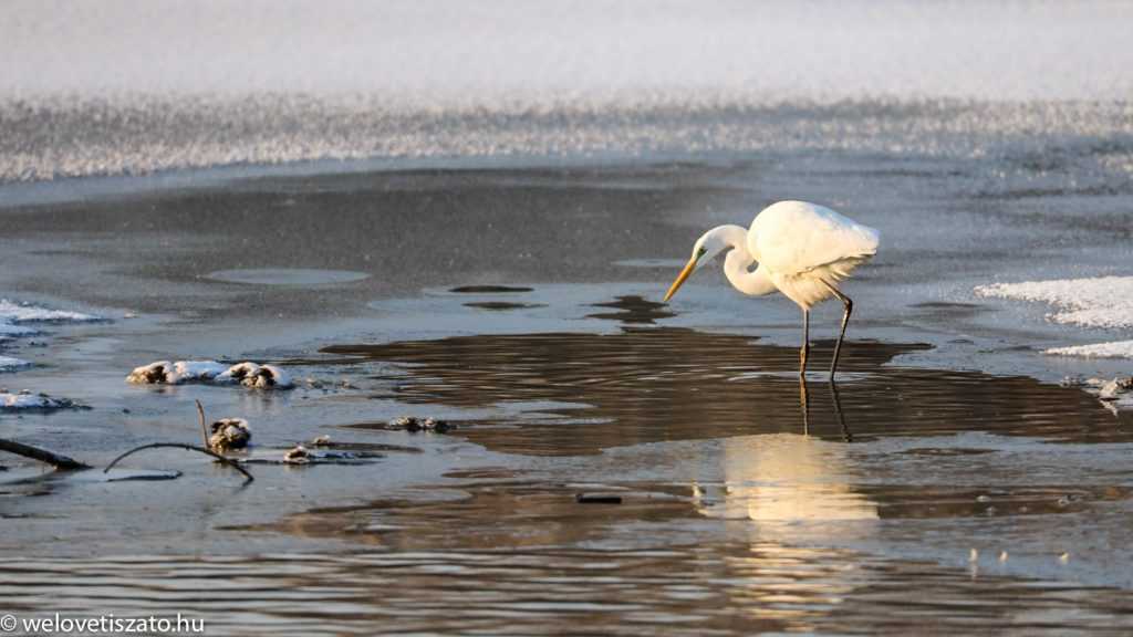 Gyere a Tisza-tóra, napos-fagyos hétvége jön! Túrázzunk! :)