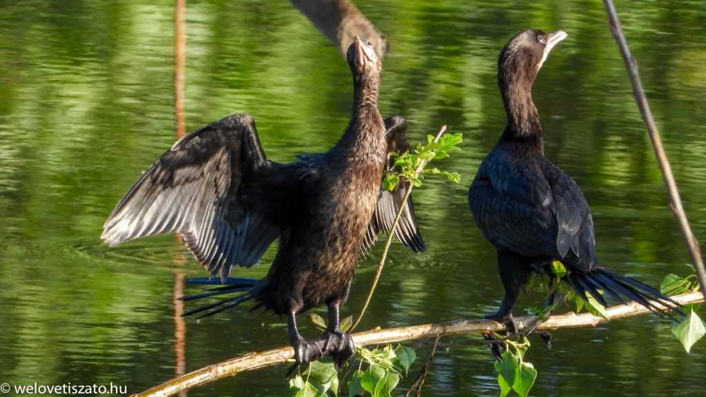 Mi az az ártér? KÖTIVIZIG szótár a Tisza-tóhoz