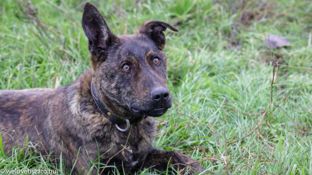 Sinka, a legendás hortobágyi terelőkutya