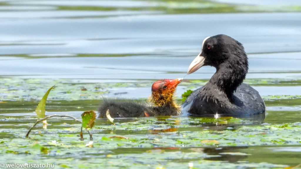 Szárcsa mama és nemrég kikelt csibéi a Tisza-tavon