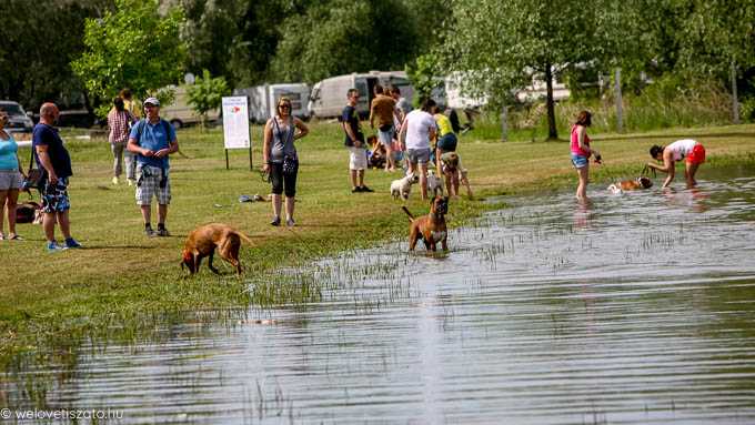 Kutyások írtak a Tisza-tavi kutya helyzetről