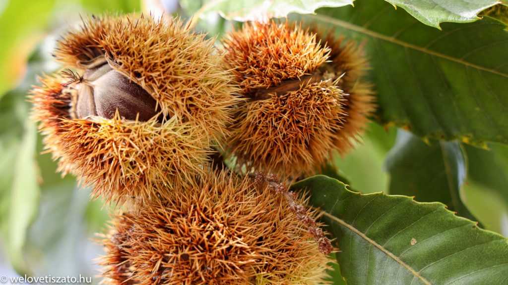 Szelídgesztenye, a méltatlanul mellőzött szórakozás