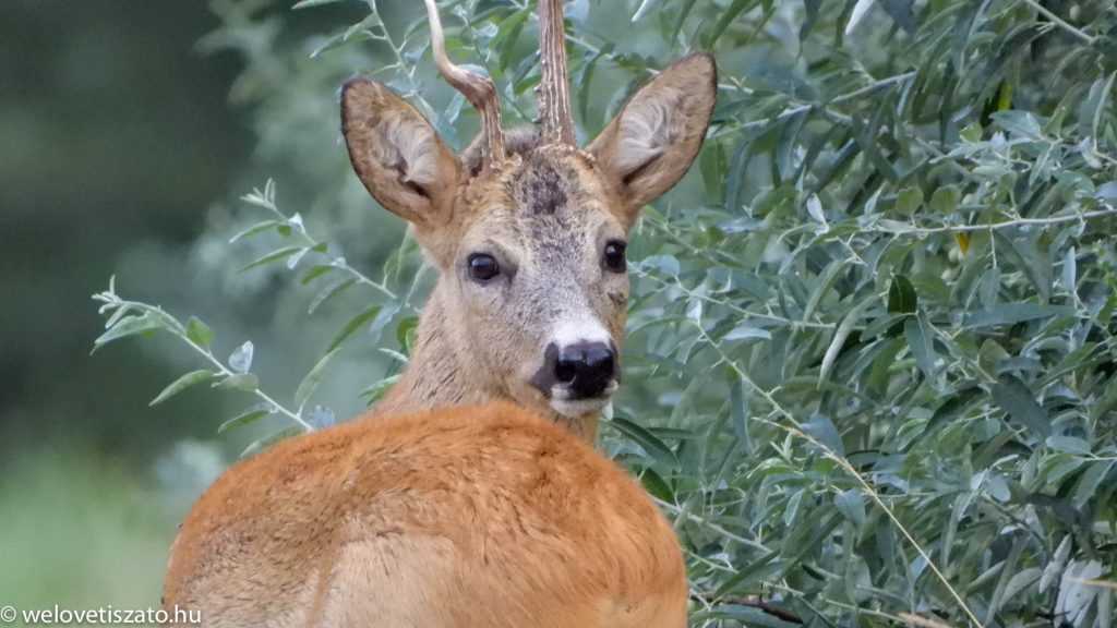 Vigyázat, őzek!