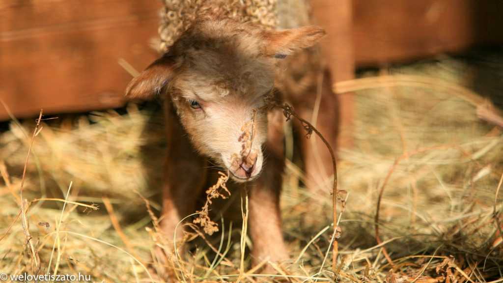Juh vagy birka? Több száz racka bárány születik a napokban