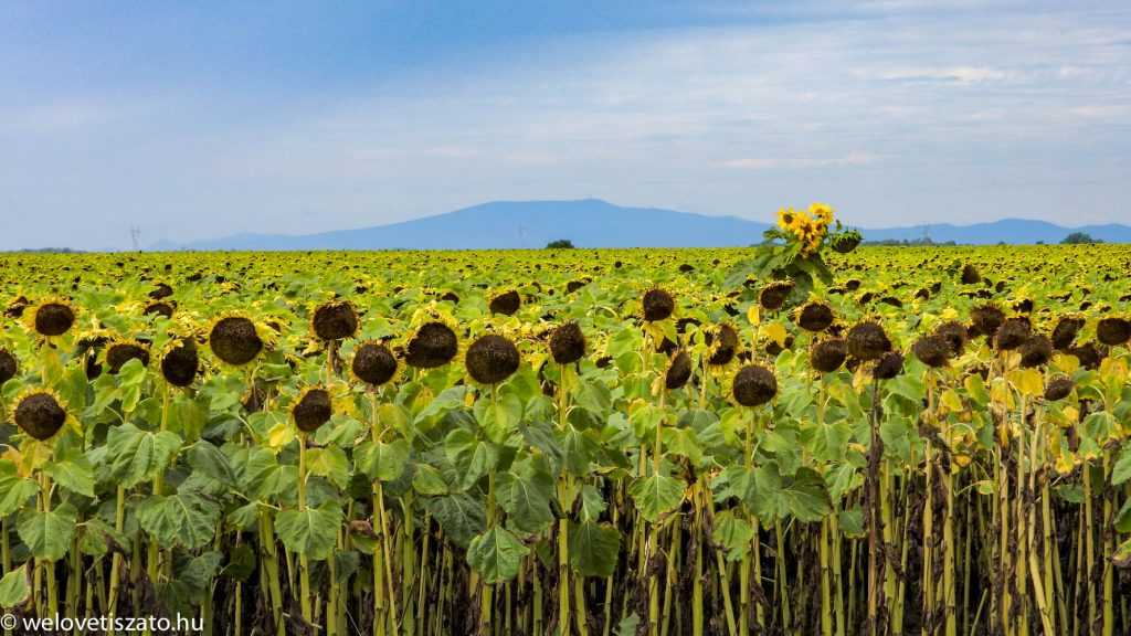 Bringatúrák a Tisza-tó körül: tökön, paszulyon át