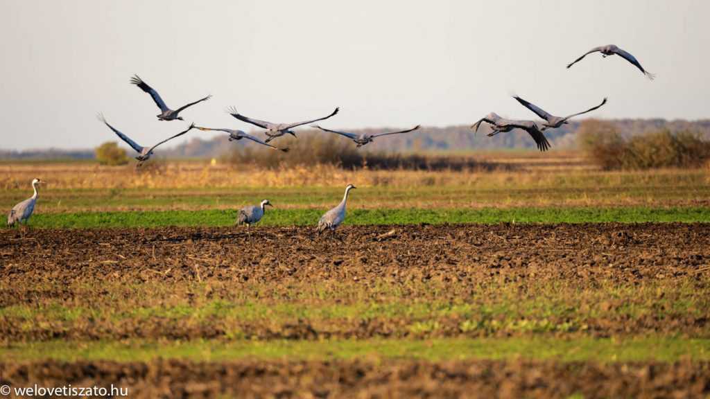 A Hortobágy őre: Szilágyi Attila természetőr