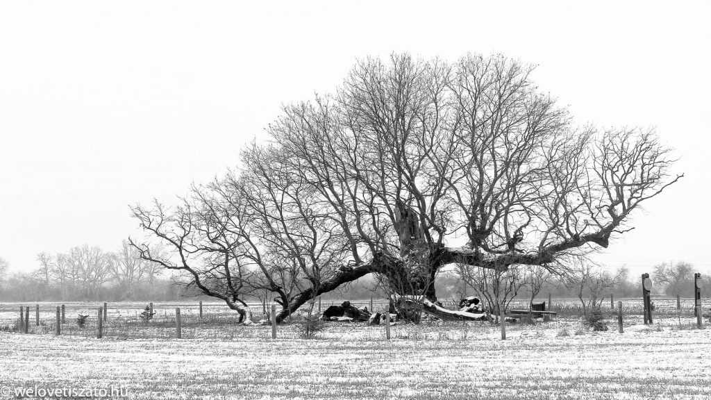A tiszaigari 400 éves Mátyás király-fa története