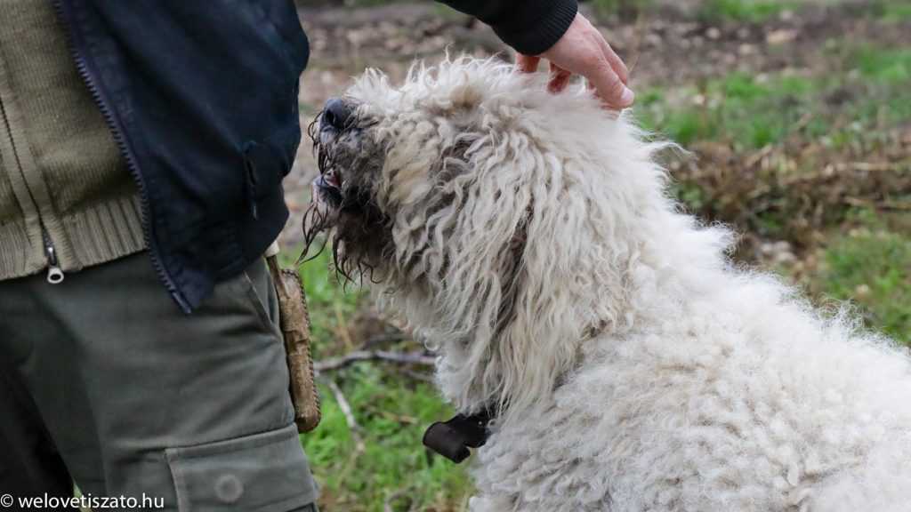 Komondor fajtamentés a Hortobágyon