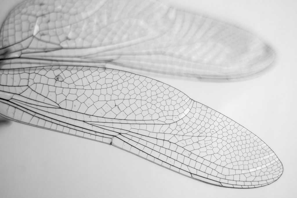 Tisza-tó fekete-fehér fotók – fotógyűjtemény mindenkinek!