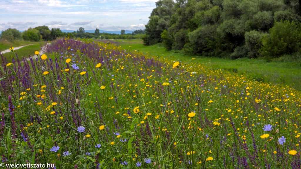 Mi az alvógát? KÖTIVIZIG szótár a Tisza-tóhoz