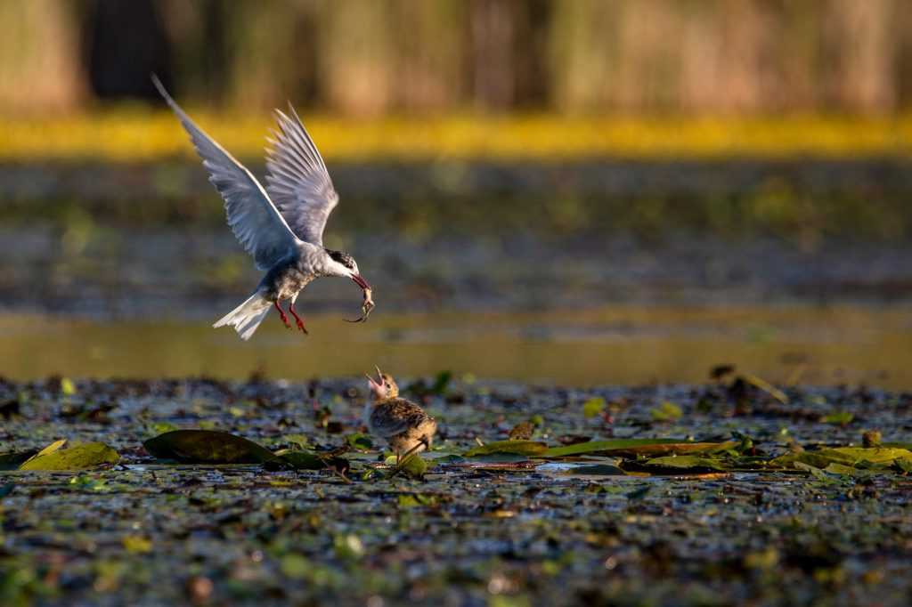 Az első Tisza-tó fotópályázat – itt a végeredmény!